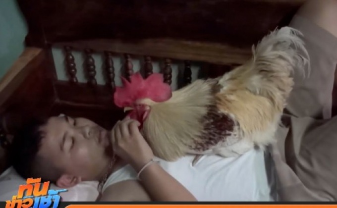 “น้องภูมิ” ไก่พันธุ์เนื้อ ชอบกินนอนอยู่กับคน