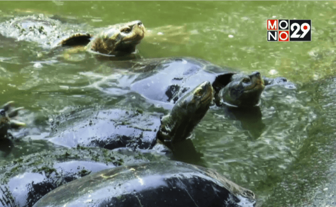 ปล่อยชีวิตสัตว์ กับธุรกิจบุญ