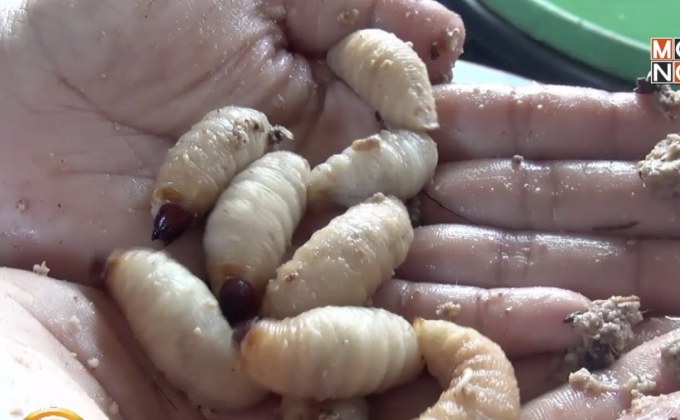 สีสันฟาร์มด้วงสาคู จ.สตูล