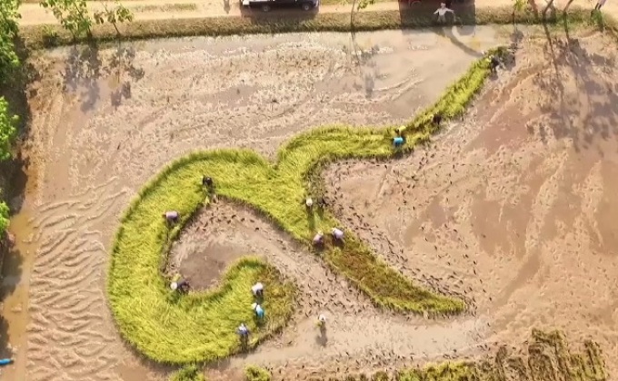 ชาวนาพิษณุโลก ลงแขกเกี่ยวข้าวแปรอักษรเลข ๙