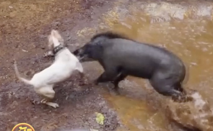 ประเพณีสู้สุนัข-หมูป่า ในอินโดนีเซีย
