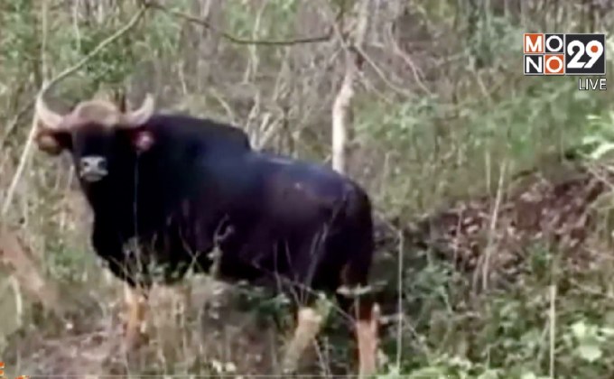 จับผู้ก่อเหตุยิงกระทิงตาย จ.นครราชสีมา