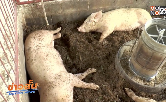 พบโรคพิษสุนัขบ้าระบาดไปยังหมู จ.นครราชสีมา