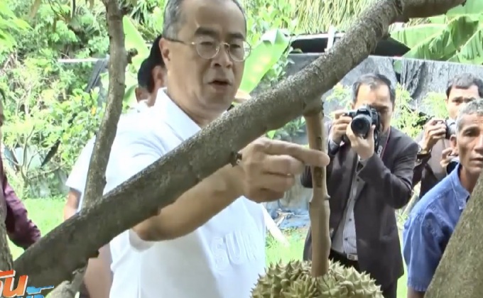 ตัดผลผลิตทุเรียน อ.กาบเชิง เอาฤกษ์เอาชัย