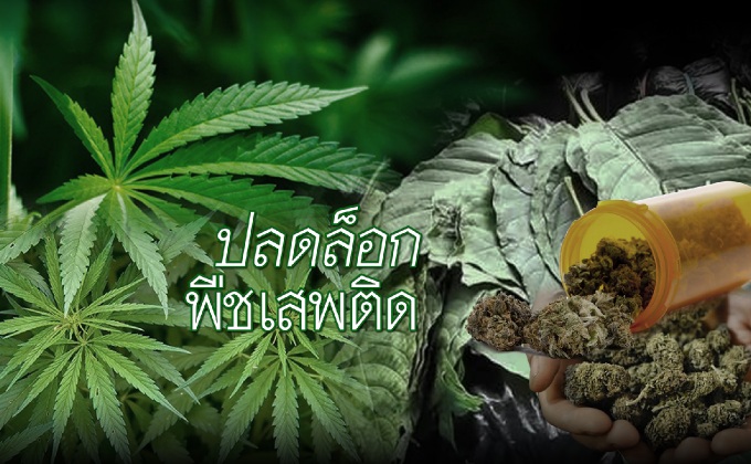 ปลดล็อกพืชเสพติด