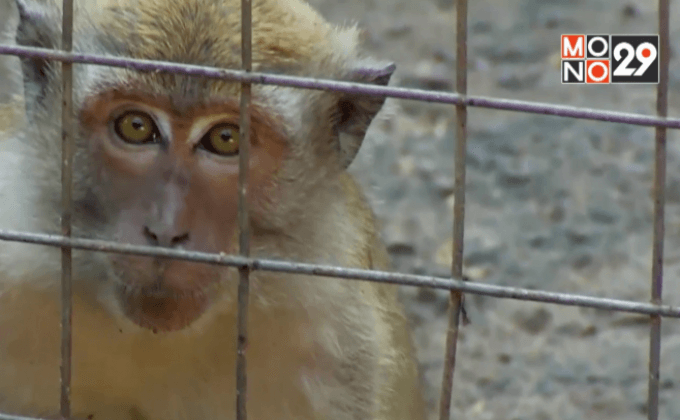 ชีวิตใหม่ของลิงในจาการ์ต้า