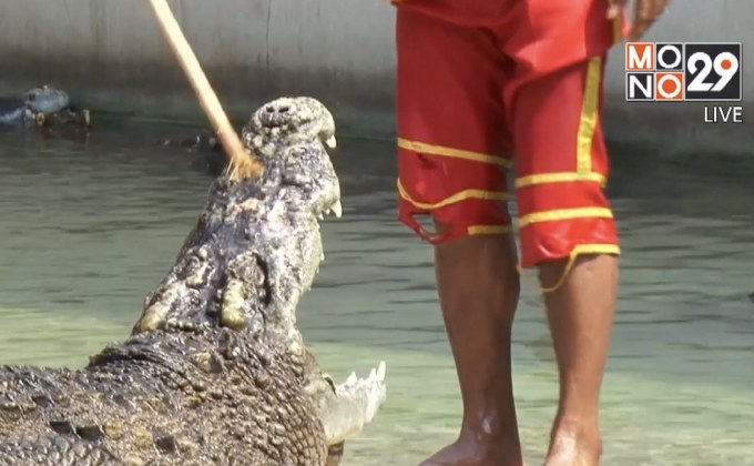 ฟาร์มจระเข้สมุทรปราการ ยืนยันไม่มีการทรมานสัตว์