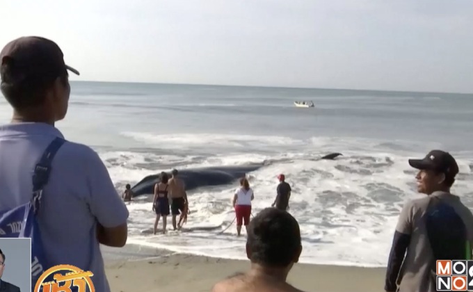 ชาวเม็กซิโกช่วยวาฬเกยตื้น