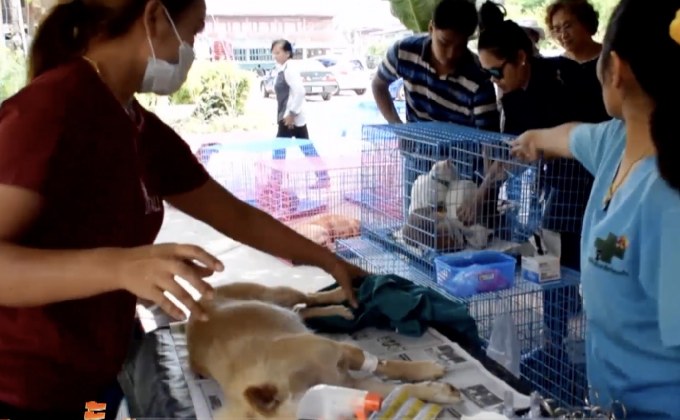 สุนัขตายกว่า 40 ตัว จ.ชุมพร