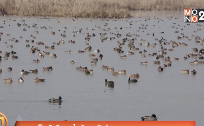 ตามหาเป็ดหัวสีชมพูใกล้สูญพันธุ์