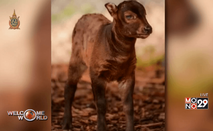 ลูกควายแคระเกิดใหม่ที่สวนสัตว์ในอังกฤษ