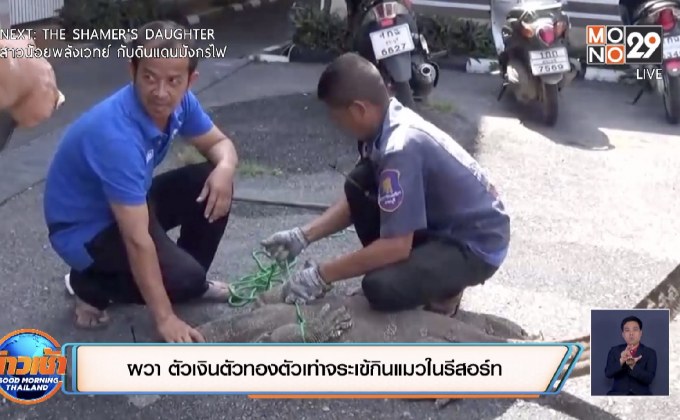 ผวา ตัวเงินตัวทองตัวเท่าจระเข้กินแมวในรีสอร์ท