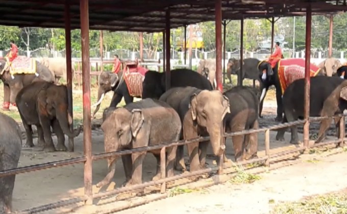 บรรยากาศ กิจกรรมวันช้างไทยทั่วประเทศ