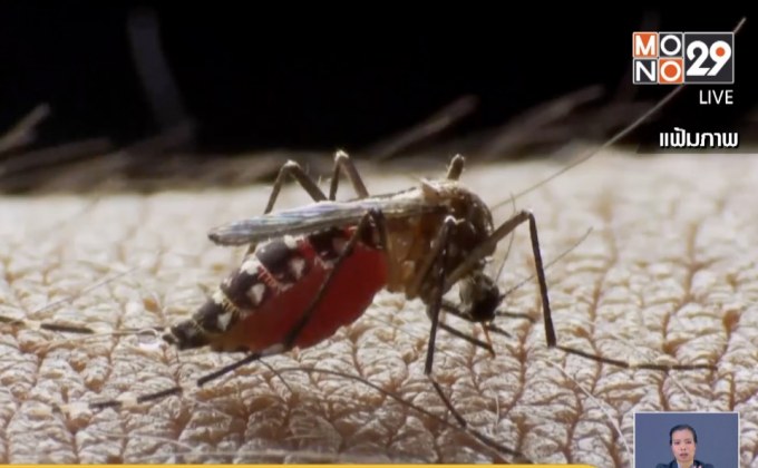 เพจดังเผย “หญิงญี่ปุ่น” ติดไวรัสซิกาหลังเที่ยวไทย