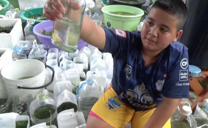 หนูน้อยเมืองตรัง เพาะปลากัดแฟนซีขาย