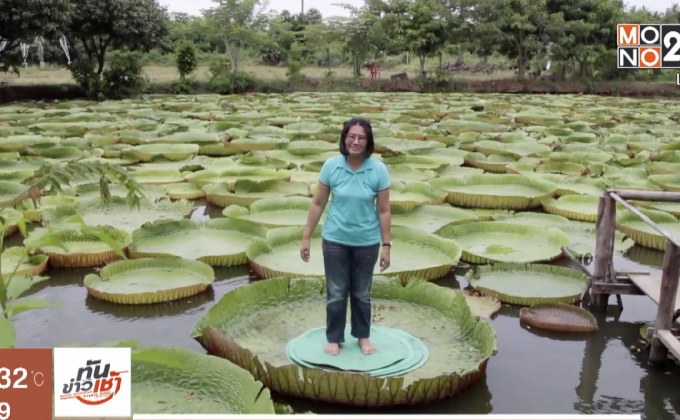 บัวกระด้งยักษ์ ผู้ใหญ่ยืนได้