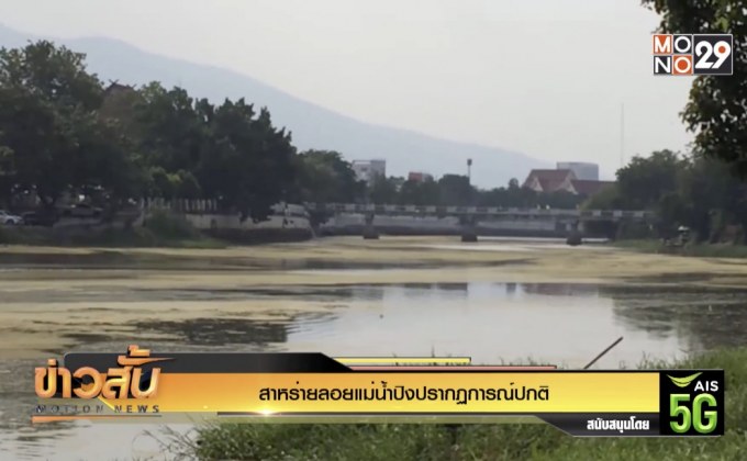 สาหร่ายลอยแม่น้ำปิงปรากฏการณ์ปกติ