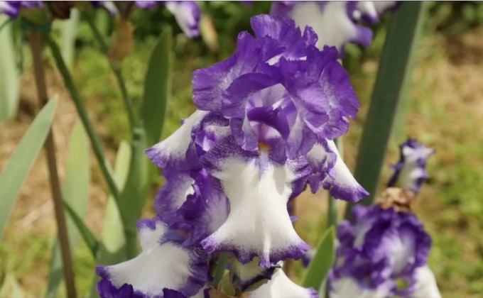 การประกวด “ดอกไอริส” ในอิตาลี