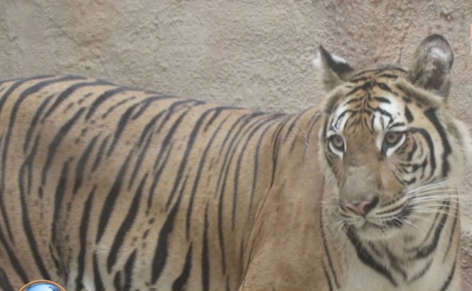 หัดแมวระบาดเสือโคร่งไนท์ซาฟารีตายรวด 3 ตัว