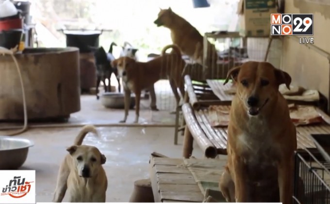 กทม.เตรียมปรับปรุงศูนย์พักพิงสุนัขประเวศ ดูแลสุนัขจรครบวงจร