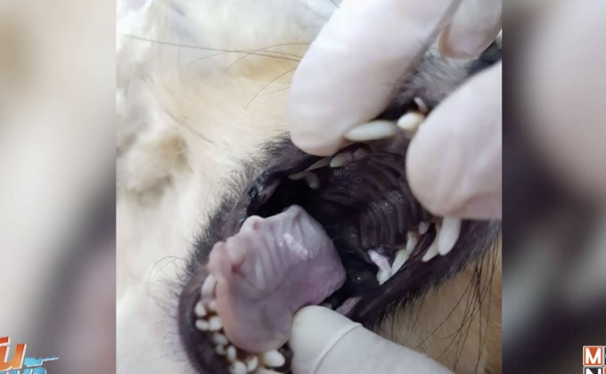 ออกหมายเรียกนศ.แพทย์ วางยาสุนัข ให้ปากคำวันนี้