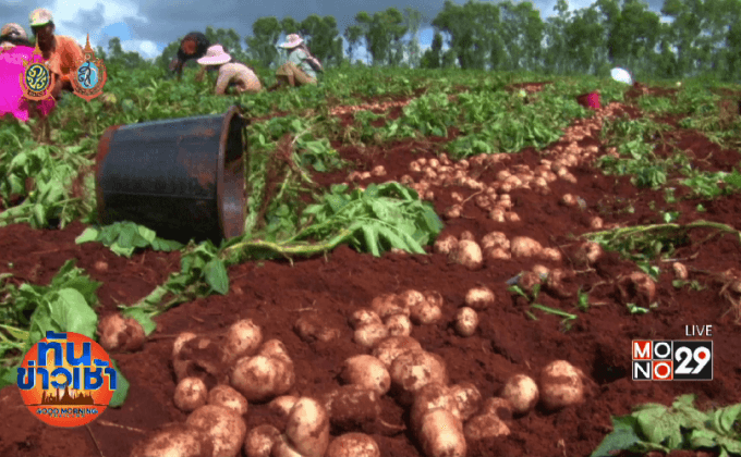 เร่งช่วยชาวไร่มันฝรั่ง อ.พบพระ เสียหาย 50 ล้าน