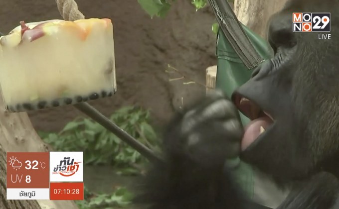 เสิร์ฟผลไม้แช่แข็งดับร้อนกอริลลา