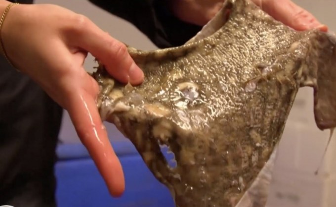 พลาสติกรักษ์โลกจากหนังปลา