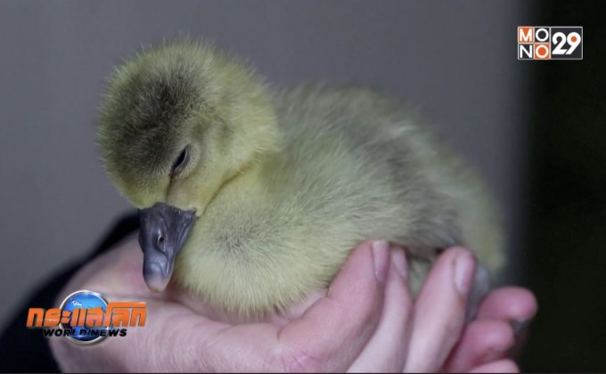 คิดค้นวิธีผลิตตับห่านด้วยวิธีธรรมชาติ