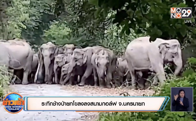 ​ระทึกช้างป่ายกโขลงลงสนามกอล์ฟ จ.นครนายก