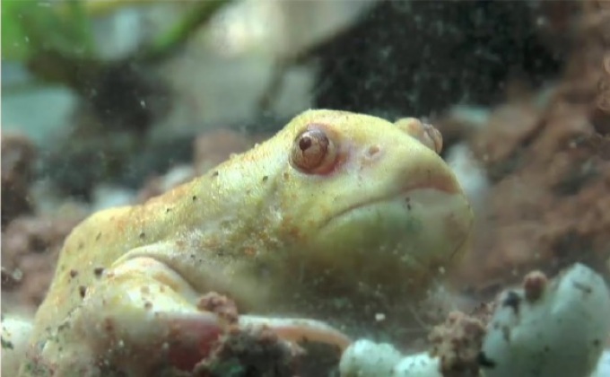 ฮือฮา! อึ่งอ่างสีทอง พันธ์หายาก