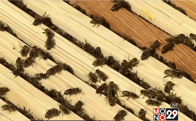 เครื่องสื่อสารระหว่างผึ้งกับคนเลี้ยง