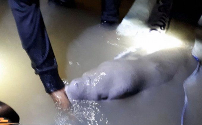 เร่งช่วย “มาเรียม” หลังพบนอนเกยตื้นที่หน้าอ่าวดุหยง