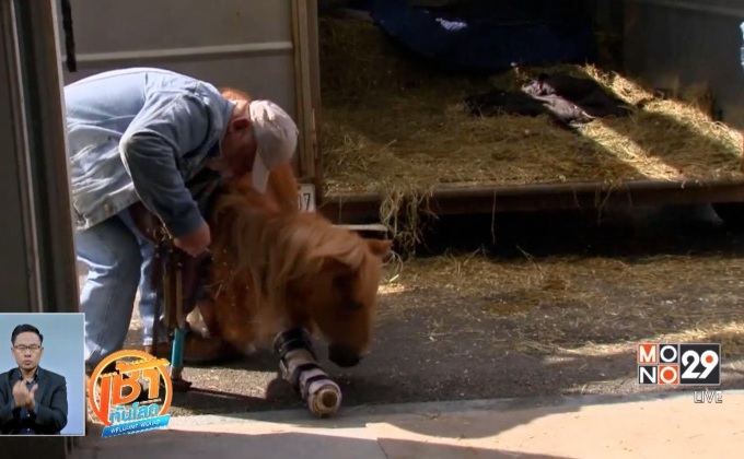 นักประดิษฐ์ออกแบบขาเทียมสำหรับสัตว์พิการ