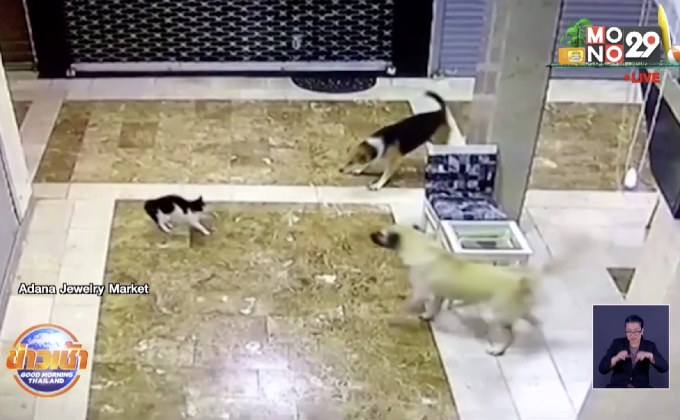 แม่แมว กระโดดปกป้องลูกที่ถูกหมาจร 3 ตัว รุมเห่าไล่