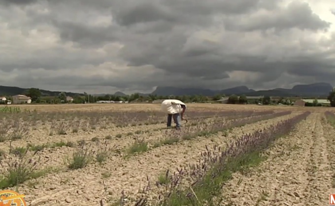 “ทุ่งลาเวนเดอร์” ฝรั่งเศส เผชิญภาวะแห้งแล้งหนัก