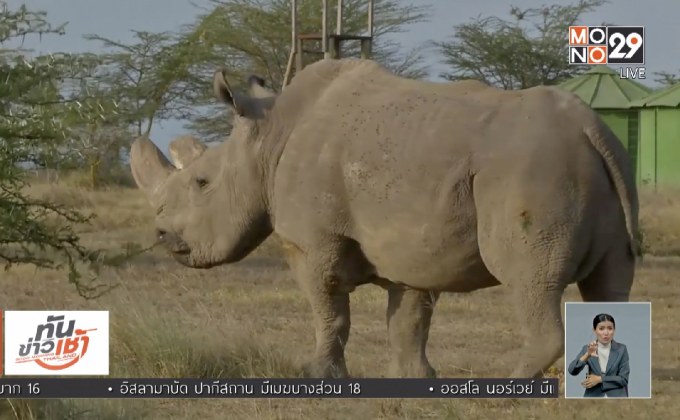 ​แรดขาวเหนือเพศผู้ตัวสุดท้ายตายแล้ว