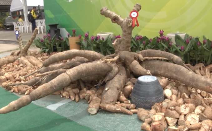 โคราชจัดประกวดมันสำปะหลังยักษ์