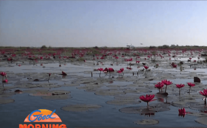 เปิดฤดูกาลท่องเที่ยวทะเลบัวแดง