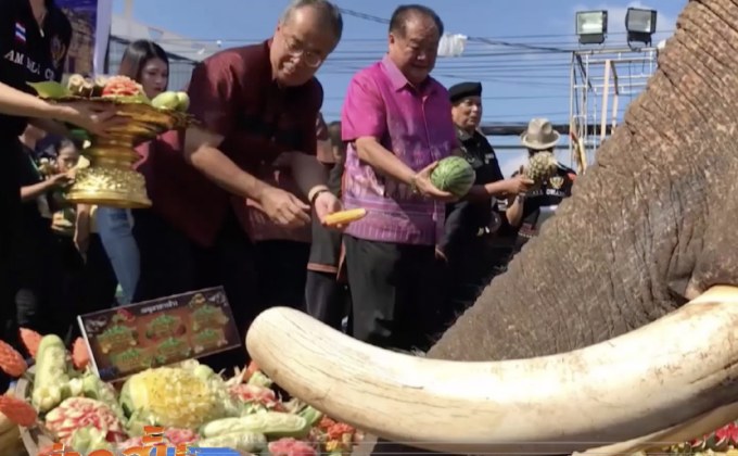 จัดบุฟเฟต์เลี้ยงช้าง 290 เชือก จ.สุรินทร์