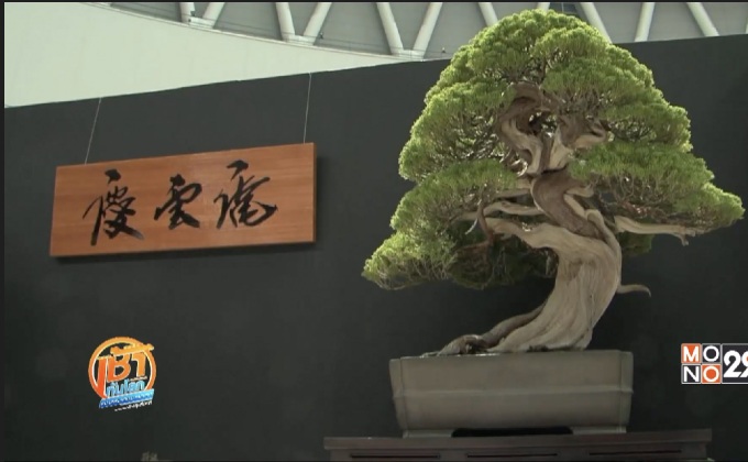 ญี่ปุ่นจัดนิทรรศการบอนไซโลก