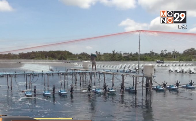 รัฐทุ่มงบ 1.3 พันล้าน ช่วยผู้เลี้ยงกุ้ง