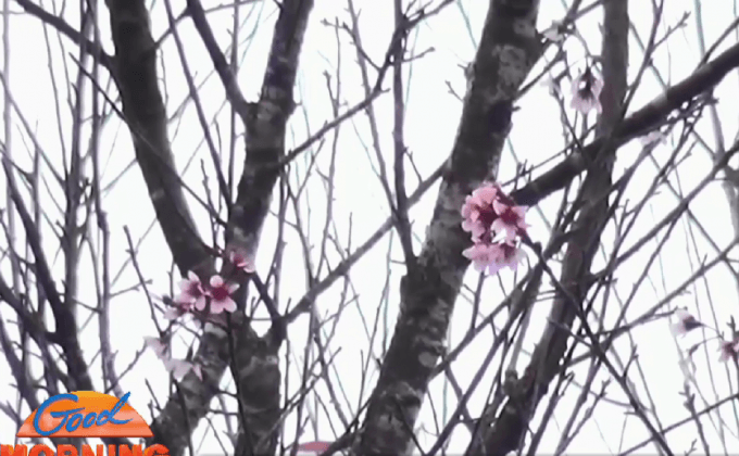 ซากุระบานที่ภูลมโล