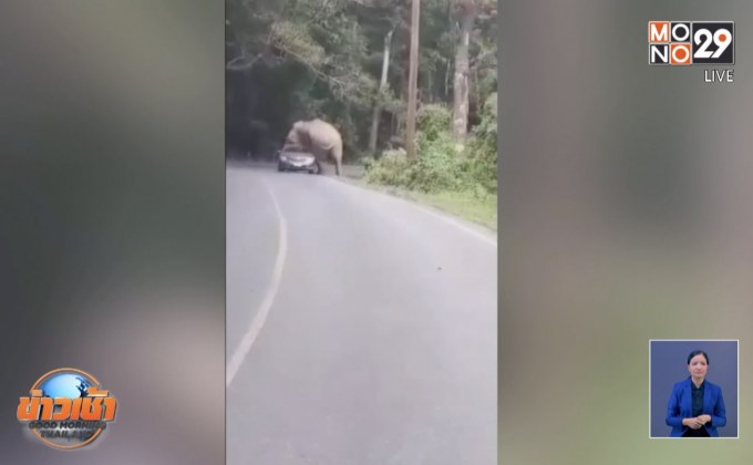 นาทีระทึกช้างเขาใหญ่ขย่มหลังคารถ