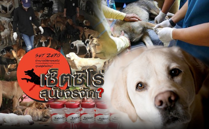 เซ็ตซีโร่สุนัขจรจัด?