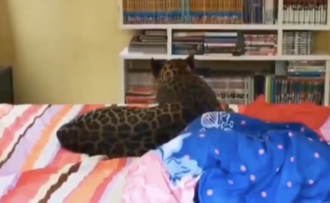 ตรวจสอบเลี้ยงเสือดาวในบ้านพัก จ.ชลบุรี