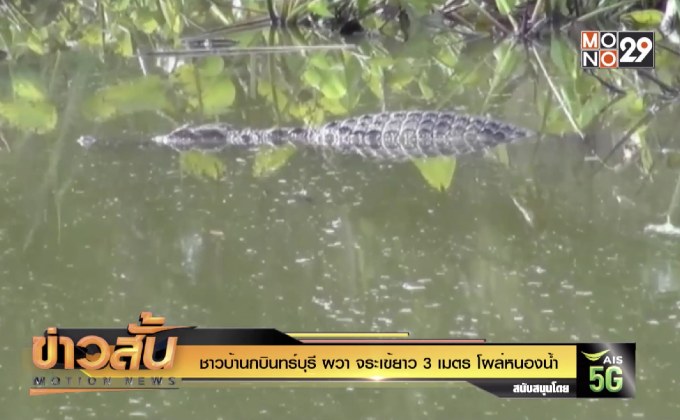 ชาวบ้านกบินทร์บุรี ผวา จระเข้ยาว 3 เมตร โผล่หนองน้ำ