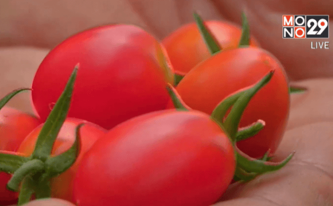 ปลูกมะเขือเทศเรือนกระจกลดการใช้น้ำ