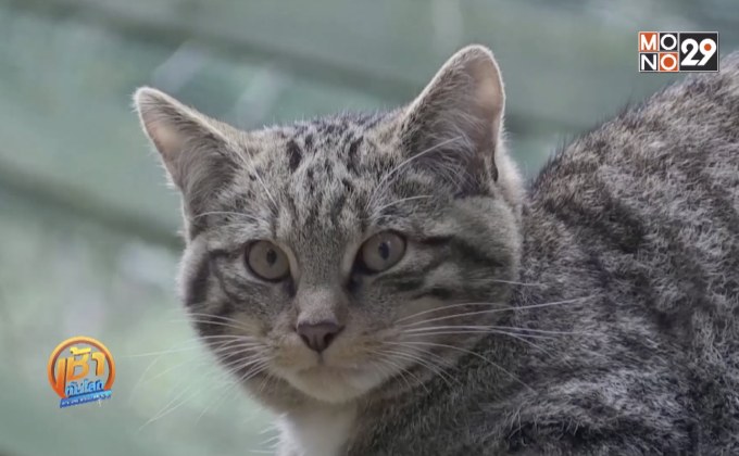 “แมวป่าสก็อต” เสี่ยงสูญพันธุ์สูงมาก