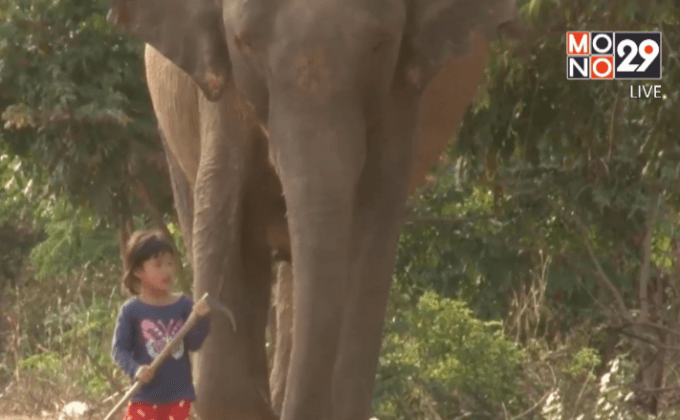 เด็กน้อย 4 ขวบเลี้ยงช้างเพื่อนรัก 